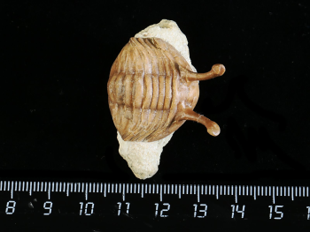 Asaphus kowalewskii LAWROW 1868