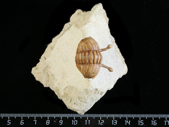 Asaphus kowalewskii LAWROW 1868