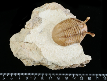 Asaphus kowalewskii LAWROW 1868