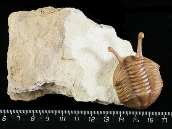 Asaphus kowalewskii LAWROW 1868