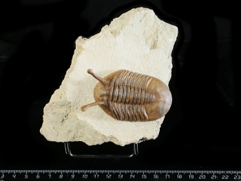 Asaphus kowalewskii LAWROW 1868