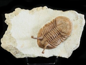 Asaphus kowalewskii LAWROW 1868