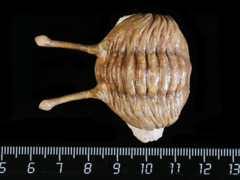 Asaphus kowalewskii LAWROW 1868