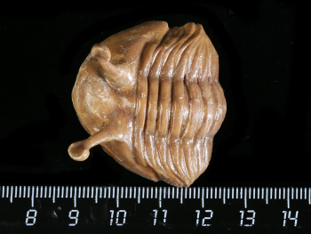 Asaphus kowalewskii LAWROW 1868