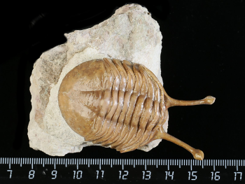 Asaphus kowalewskii LAWROW 1868