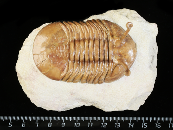 Asaphus kowalewskii LAWROW 1868