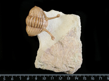 Asaphus kowalewskii LAWROW 1868