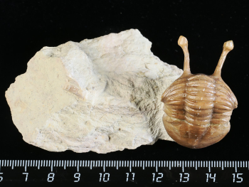 Asaphus kowalewskii LAWROW 1868