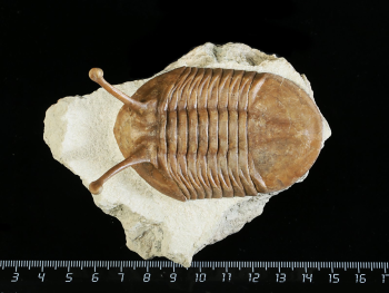 Asaphus kowalewskii LAWROW 1868