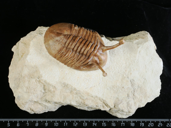 Asaphus kowalewskii LAWROW 1868