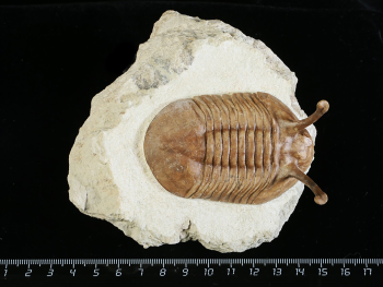 Asaphus kowalewskii LAWROW 1868