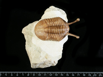 Asaphus kowalewskii LAWROW 1868