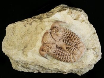 Hoplolichoides conicotuberculatus (NIESZKOWSKI 1859)