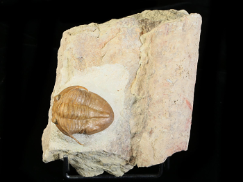 Leningradites longispinus BALASHOVA 1976