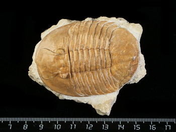 Pseudobaselicus lawrowi (SCHMIDT 1898)