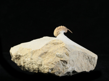 Remopleurides nanus (LEUCHTENBERG 1843)