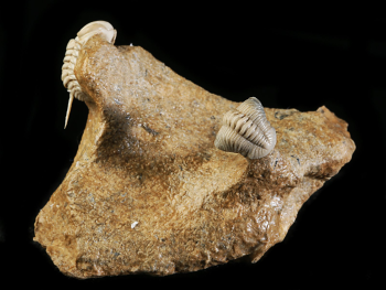 Remopleurides elongatus (SCHMIDT 1894) & Estoniops exilis (EICHWALD 1857)