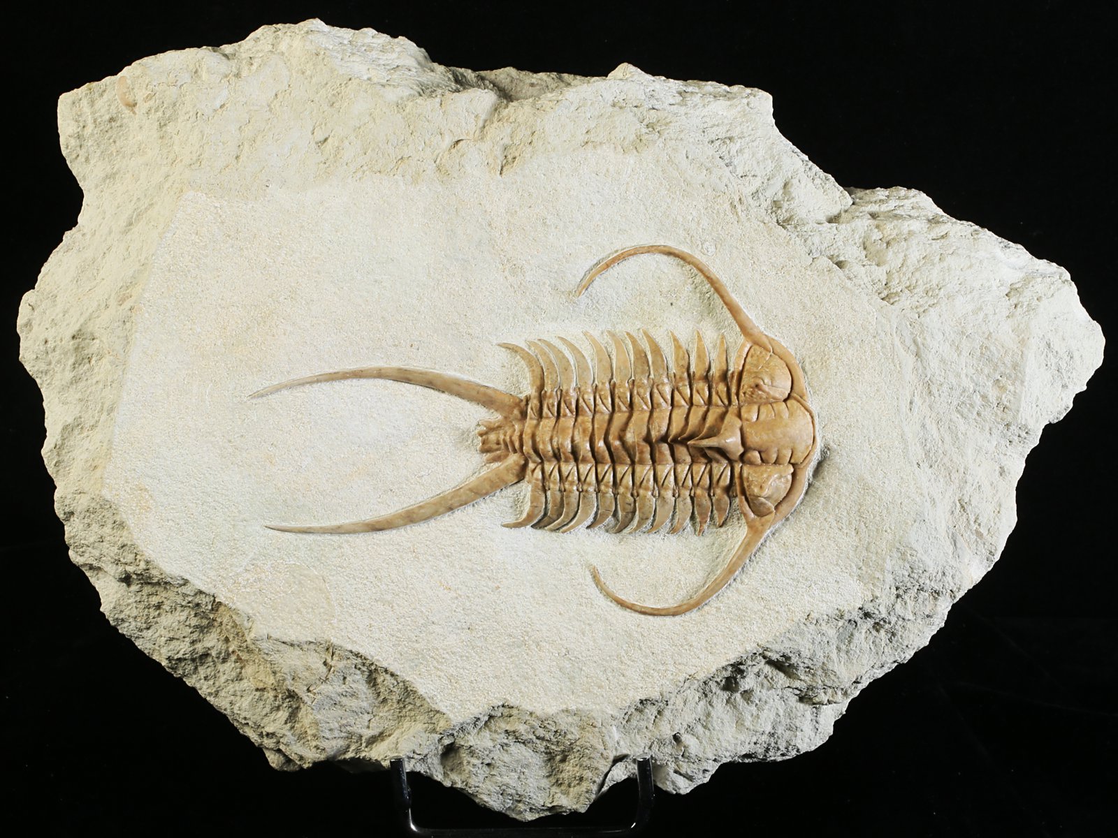 ch 10882 1 Paraceraurus exsul (BEYRICH 1846) - undiscribed subspecies or a new species. - Image 2