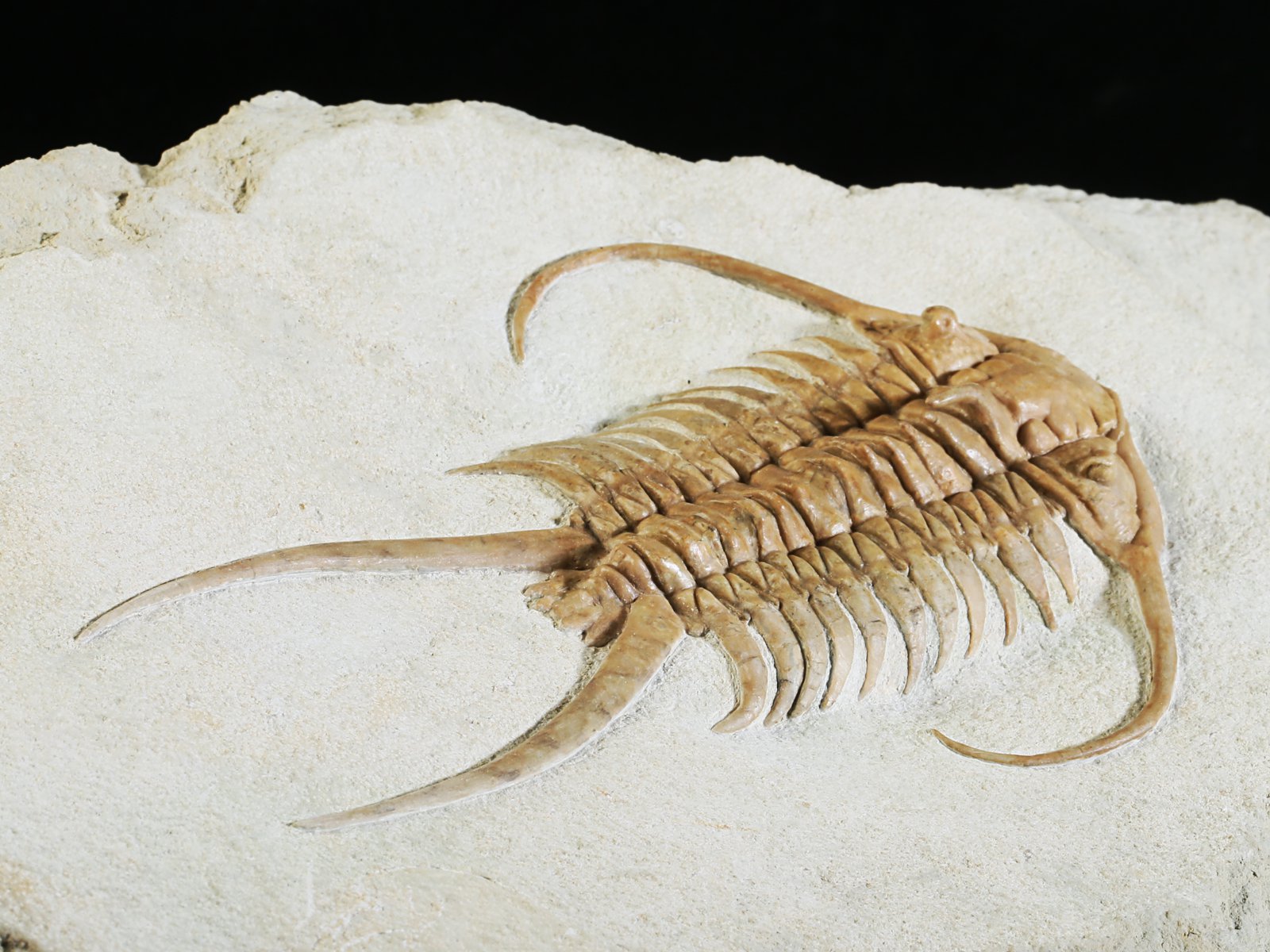 ch 10882 10 Paraceraurus exsul (BEYRICH 1846) - undiscribed subspecies or a new species. - Image 11