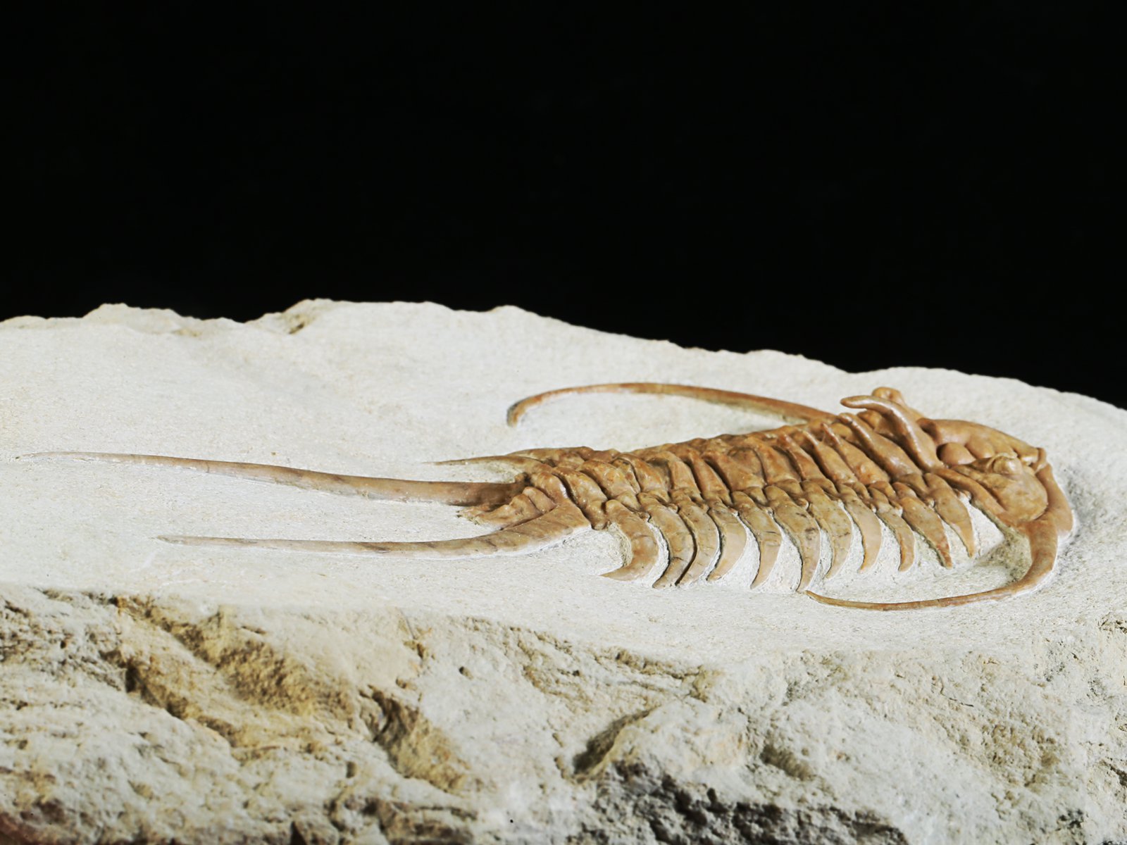 ch 10882 11 Paraceraurus exsul (BEYRICH 1846) - undiscribed subspecies or a new species. - Image 12