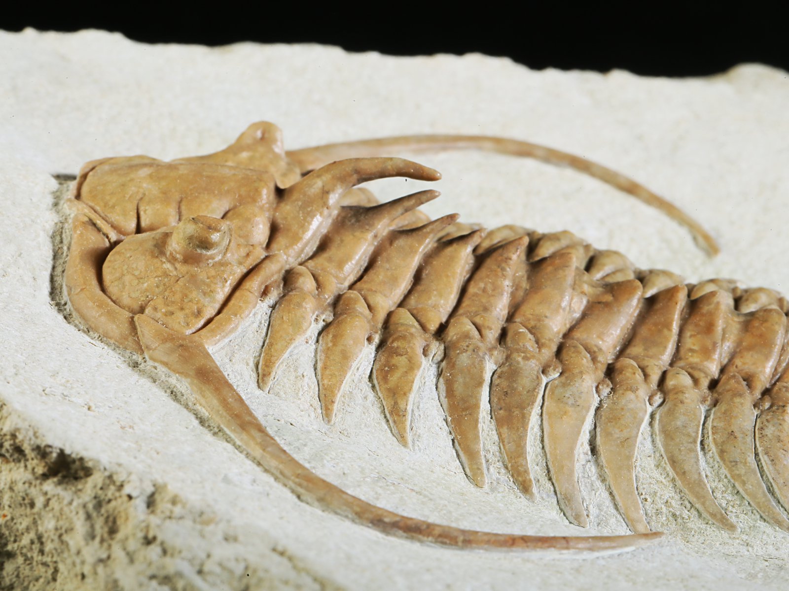 ch 10882 12 Paraceraurus exsul (BEYRICH 1846) - undiscribed subspecies or a new species. - Image 13