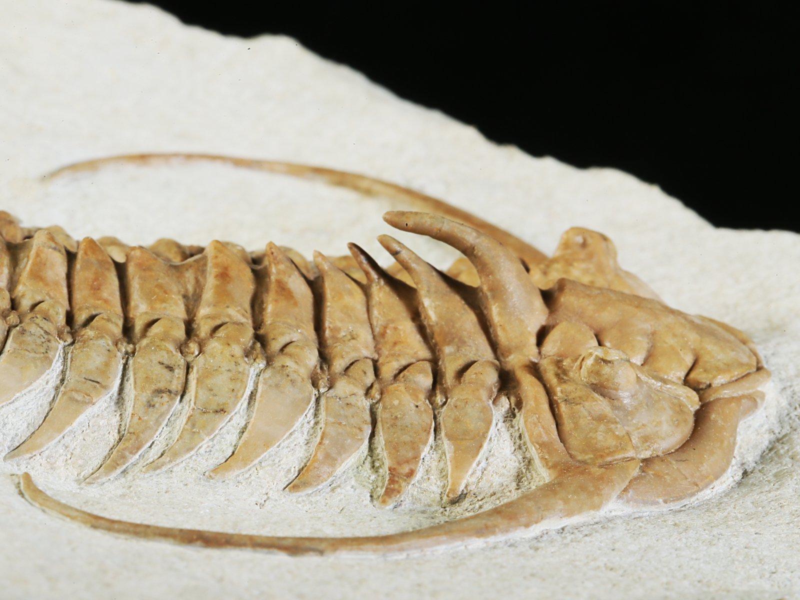 ch 10882 13 Paraceraurus exsul (BEYRICH 1846) - undiscribed subspecies or a new species. - Image 14