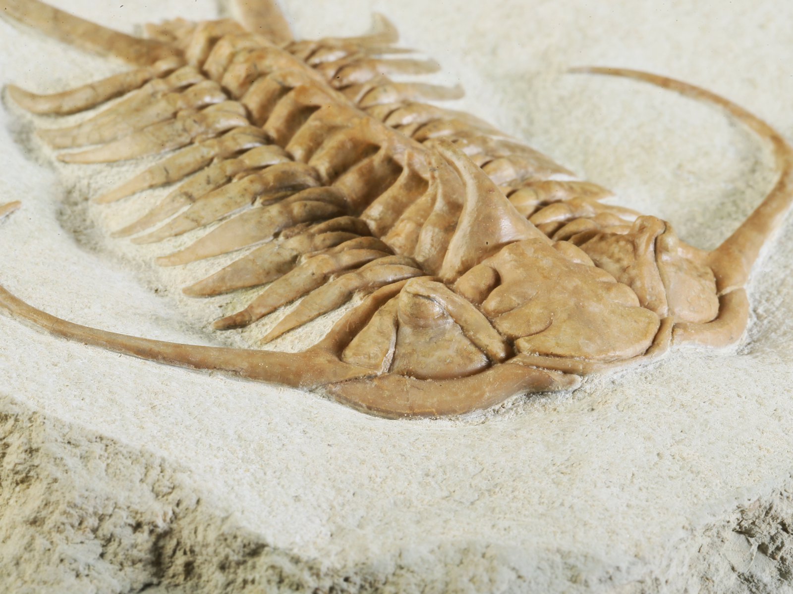 ch 10882 14 Paraceraurus exsul (BEYRICH 1846) - undiscribed subspecies or a new species. - Image 15