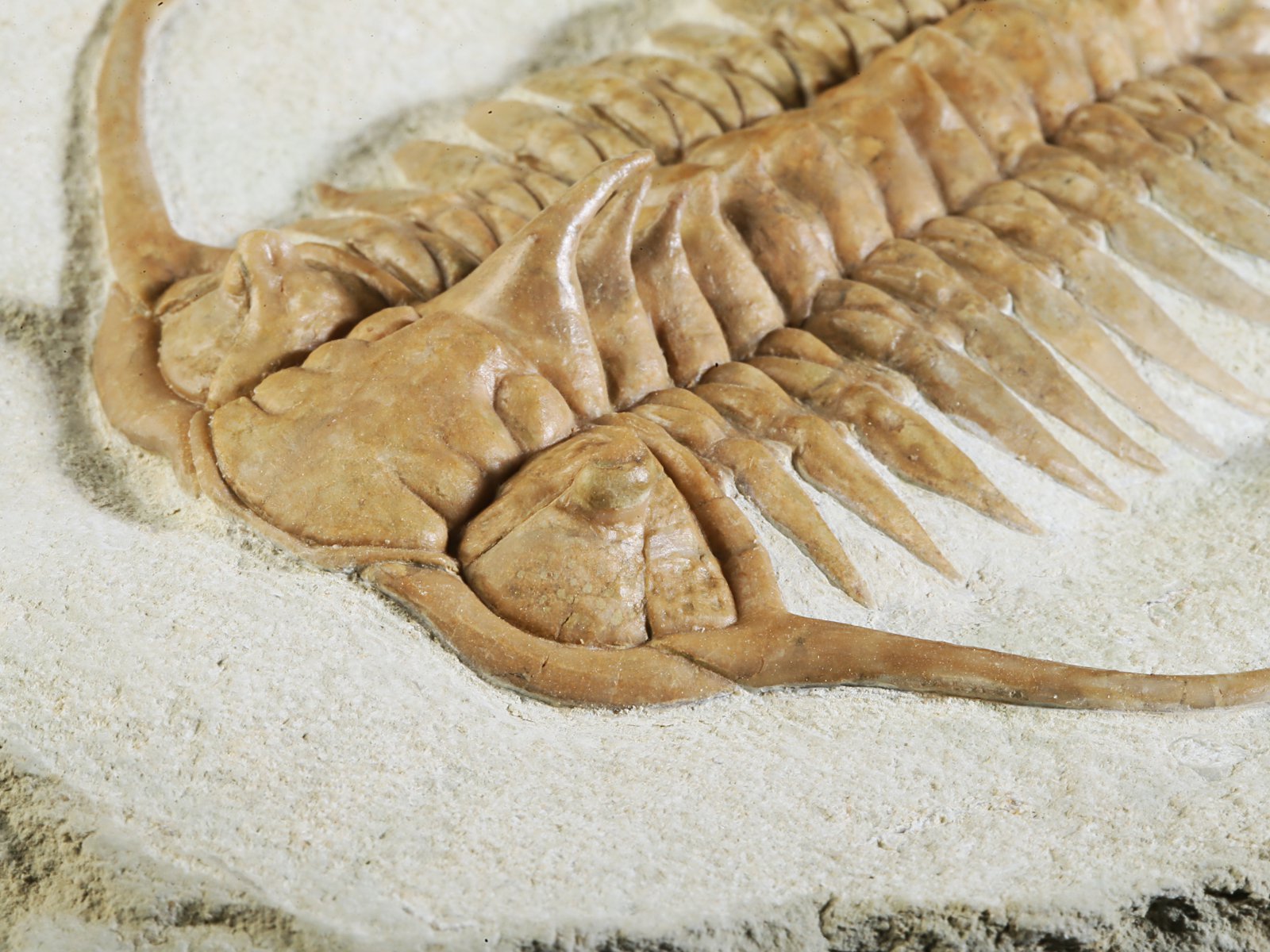 ch 10882 15 Paraceraurus exsul (BEYRICH 1846) - undiscribed subspecies or a new species. - Image 16