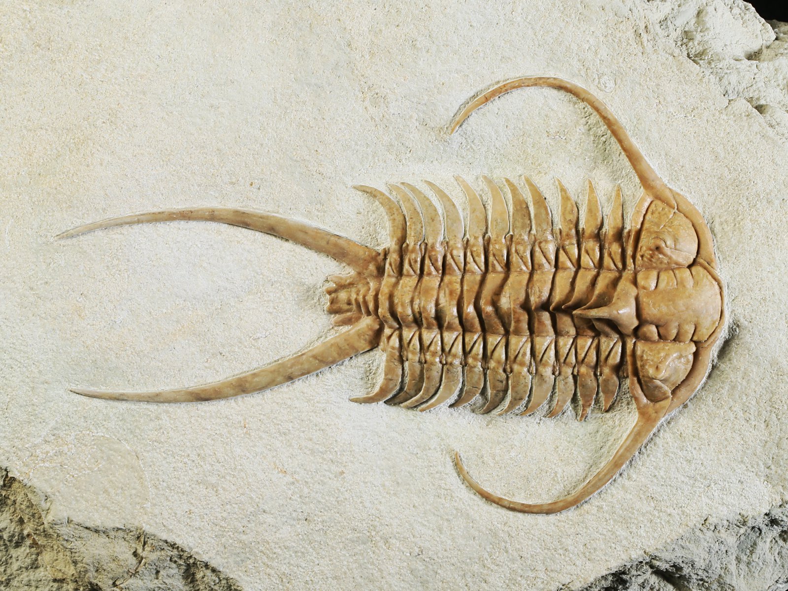 ch 10882 2 Paraceraurus exsul (BEYRICH 1846) - undiscribed subspecies or a new species. - Image 3