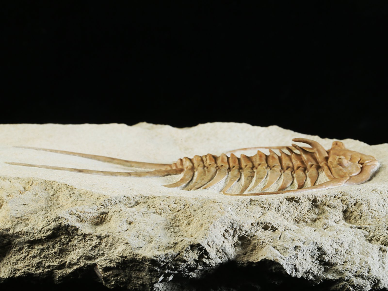 ch 10882 3 Paraceraurus exsul (BEYRICH 1846) - undiscribed subspecies or a new species. - Image 4