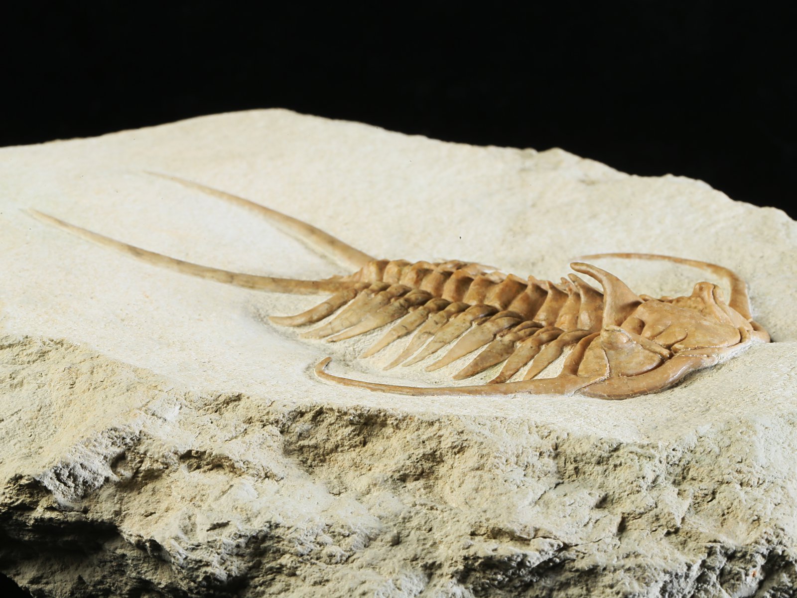 ch 10882 4 Paraceraurus exsul (BEYRICH 1846) - undiscribed subspecies or a new species. - Image 5