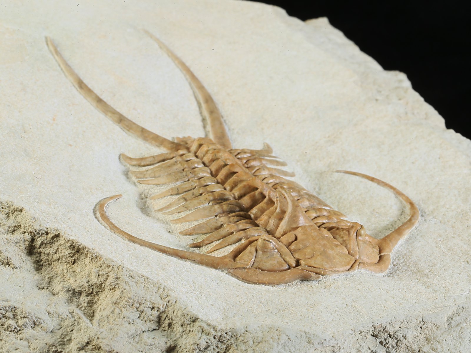 ch 10882 5 Paraceraurus exsul (BEYRICH 1846) - undiscribed subspecies or a new species. - Image 6