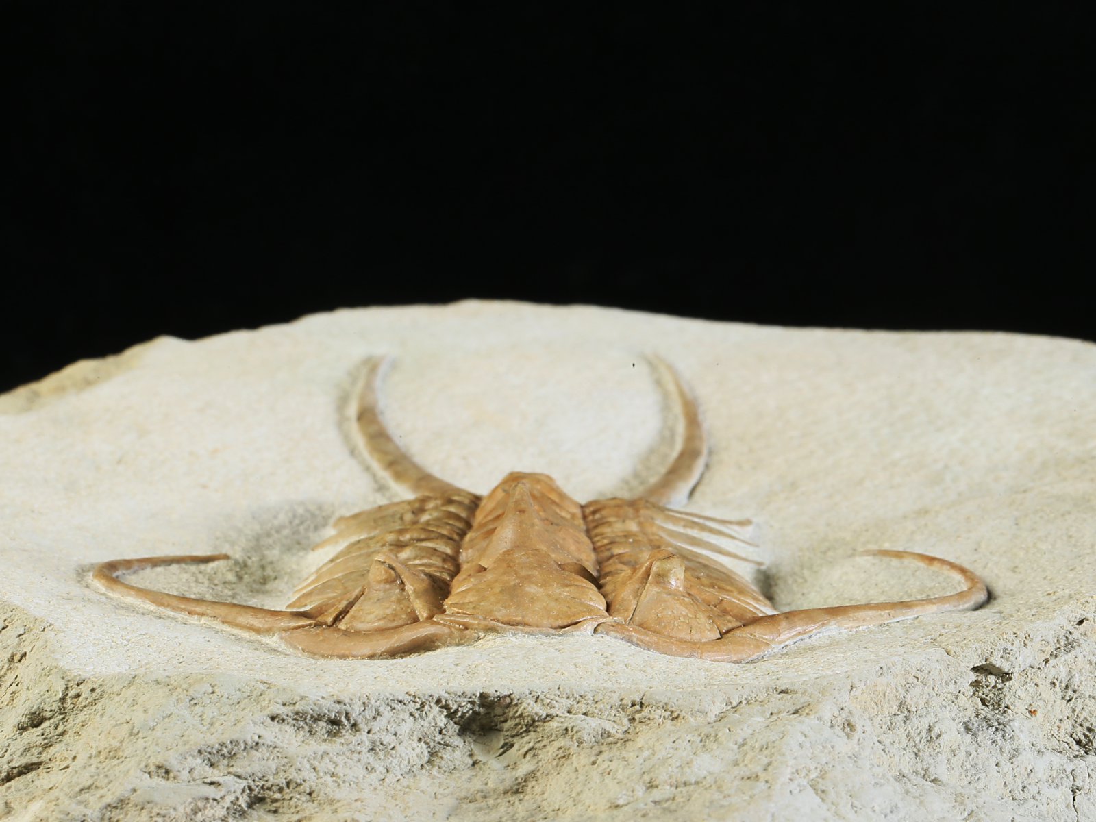 ch 10882 6 Paraceraurus exsul (BEYRICH 1846) - undiscribed subspecies or a new species. - Image 7