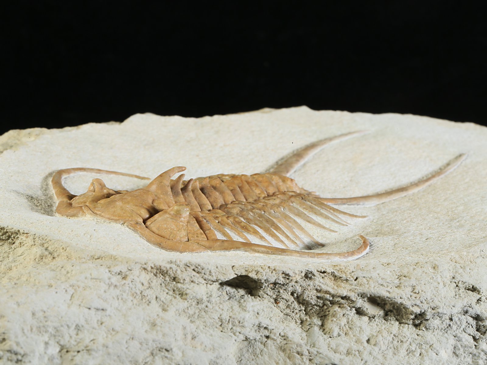 ch 10882 7 Paraceraurus exsul (BEYRICH 1846) - undiscribed subspecies or a new species. - Image 8