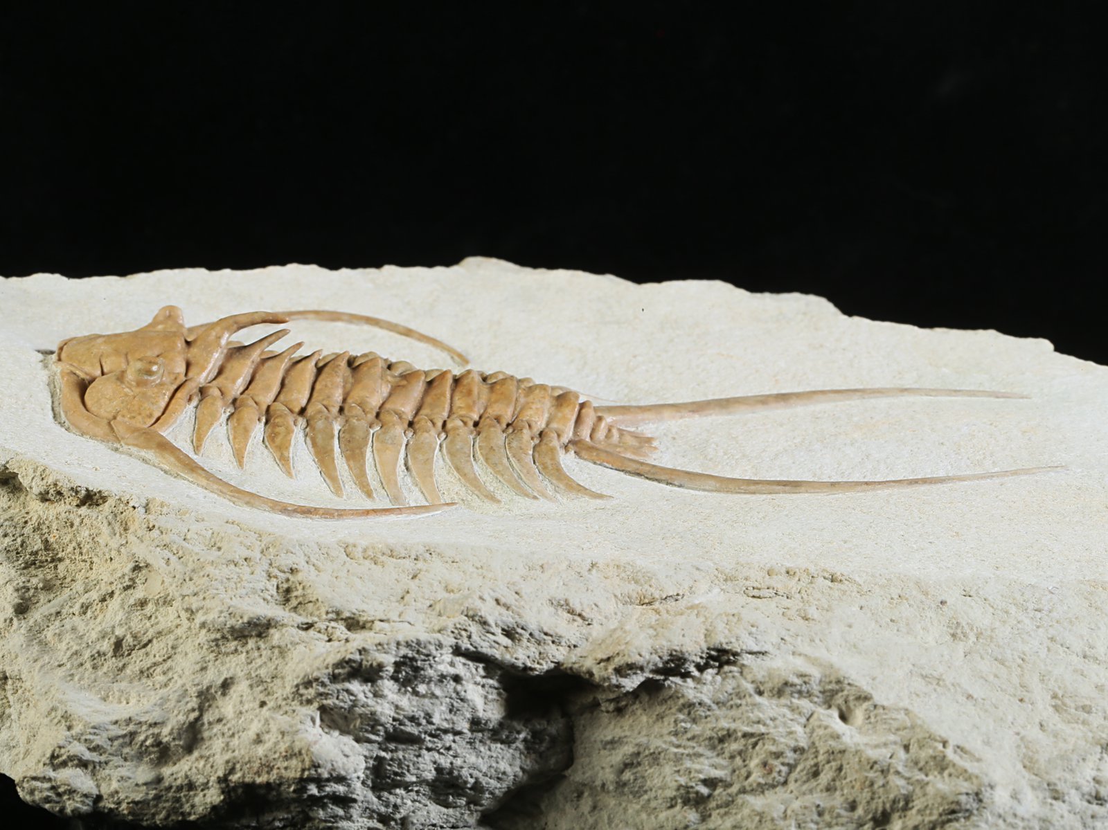 ch 10882 8 Paraceraurus exsul (BEYRICH 1846) - undiscribed subspecies or a new species. - Image 9