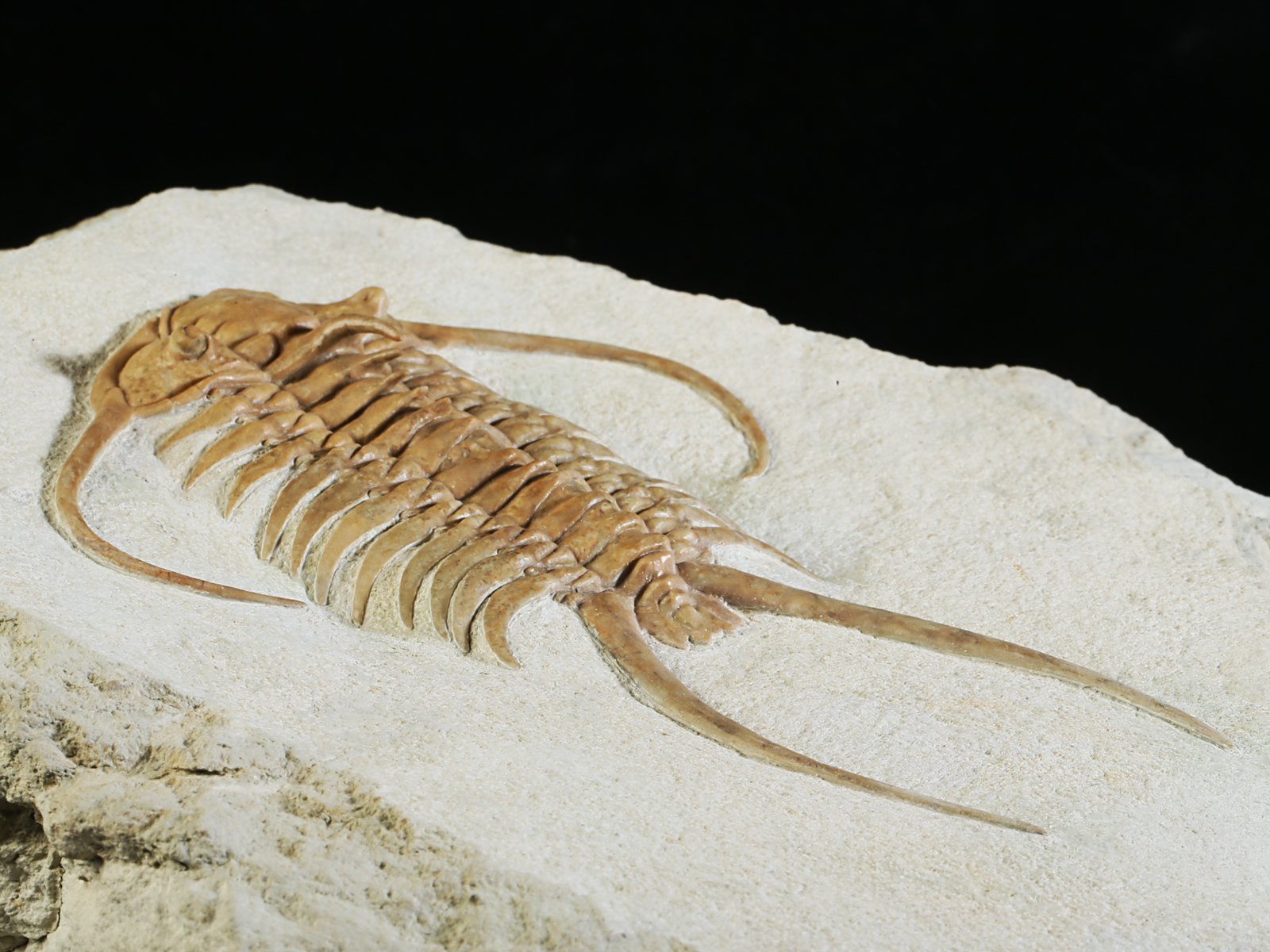 ch 10882 9 Paraceraurus exsul (BEYRICH 1846) - undiscribed subspecies or a new species. - Image 10