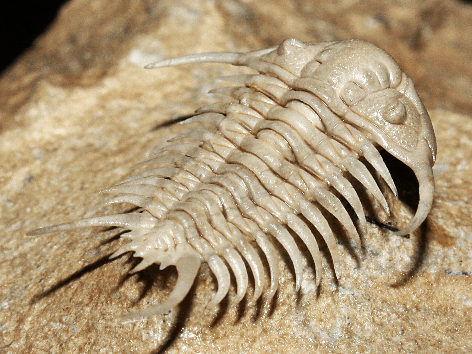 ch 10900 11 Paraceraurus spinulosus (Nieszkowski, 1857) - Image 12