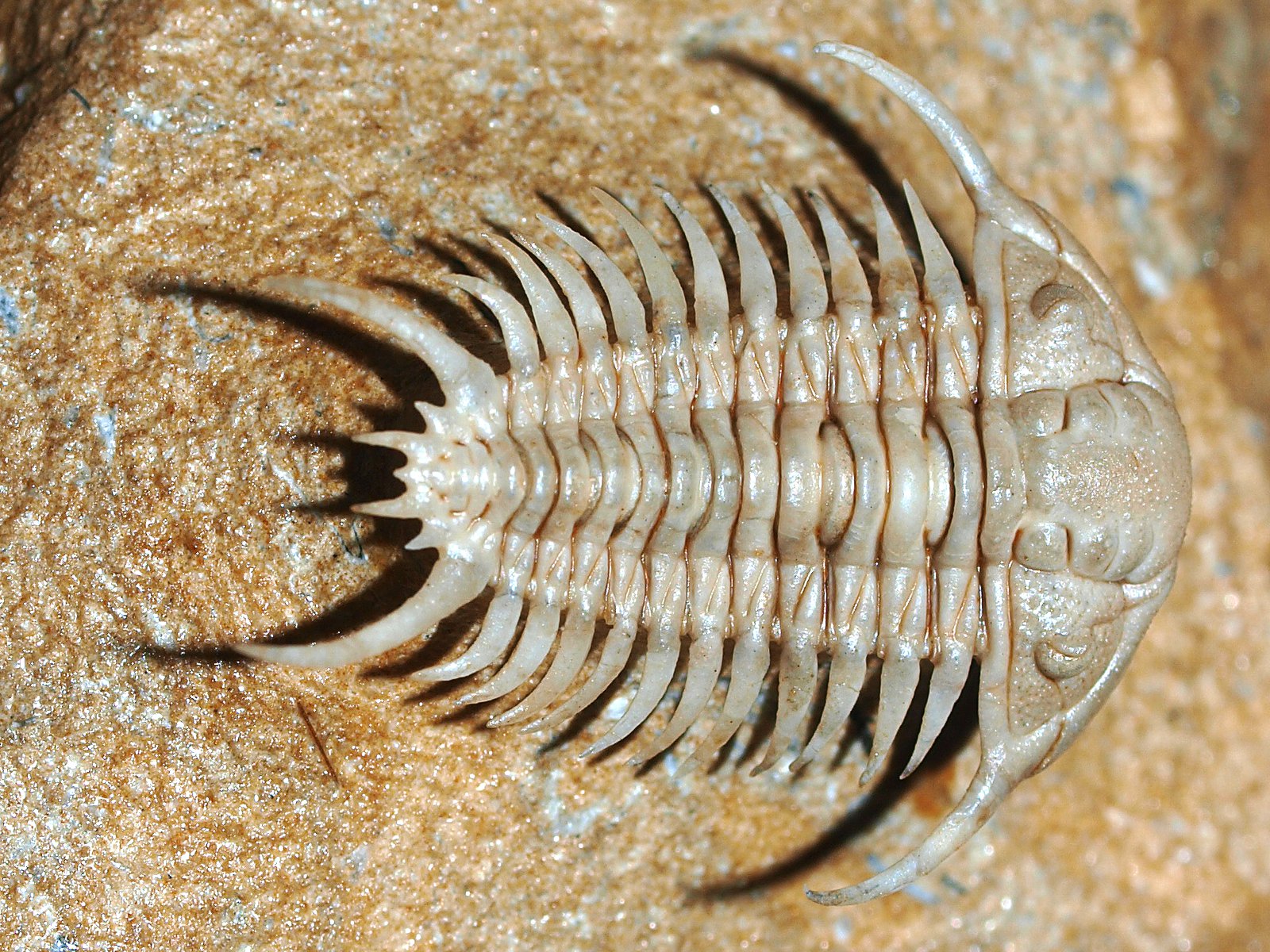 ch 10900 2 Paraceraurus spinulosus (Nieszkowski, 1857) - Image 3