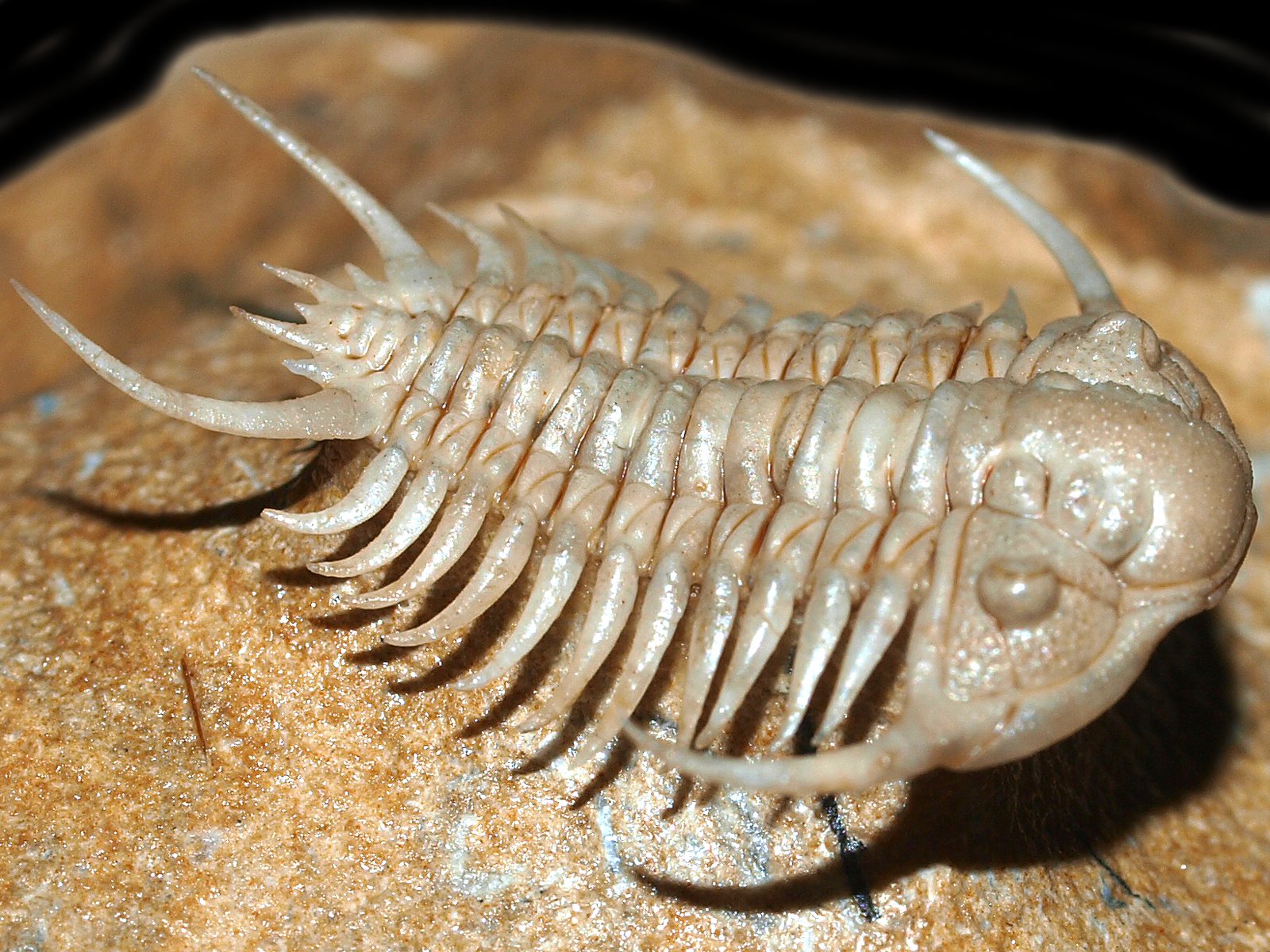 ch 10900 3 Paraceraurus spinulosus (Nieszkowski, 1857) - Image 4