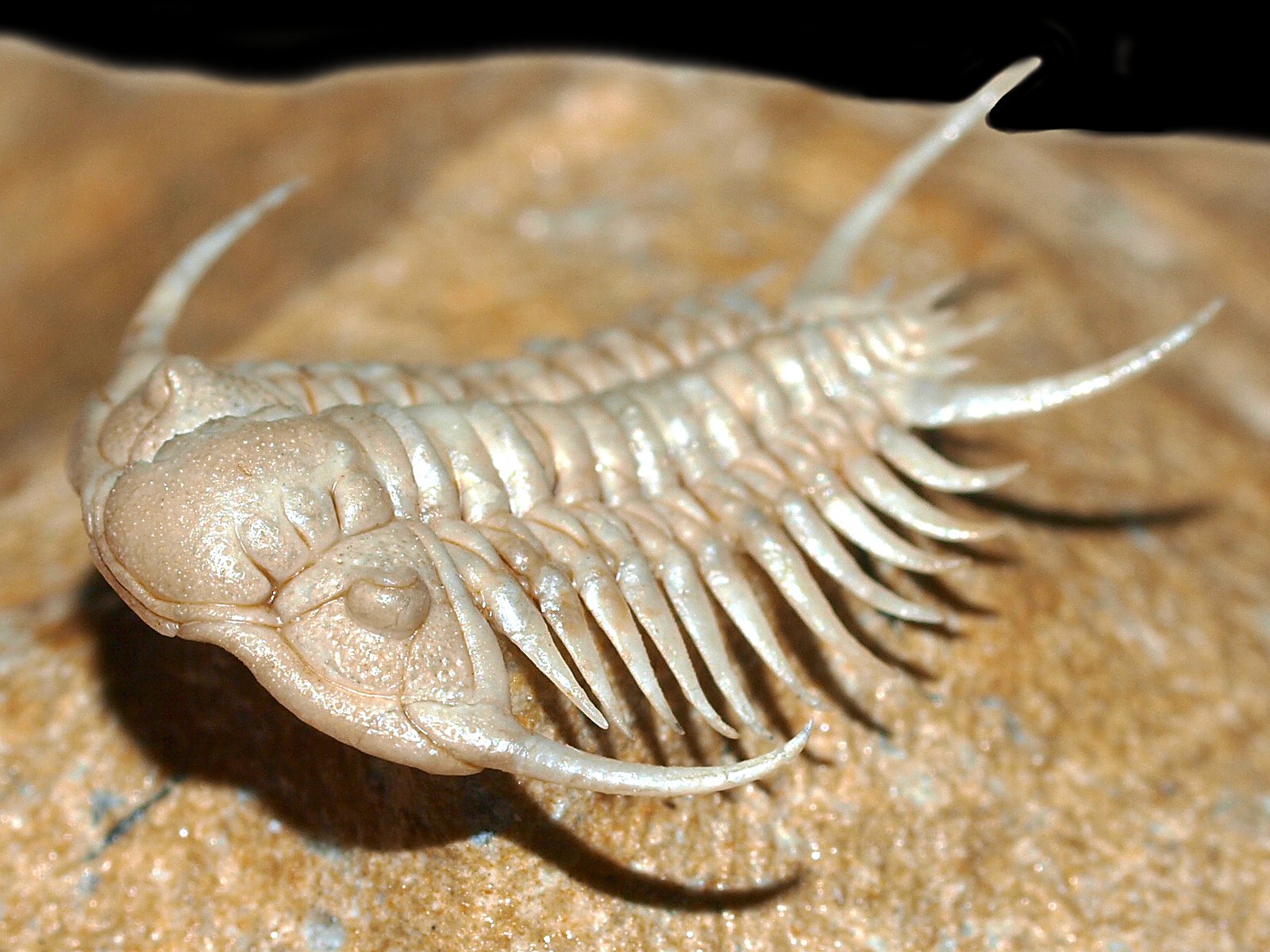 ch 10900 4 Paraceraurus spinulosus (Nieszkowski, 1857) - Image 5