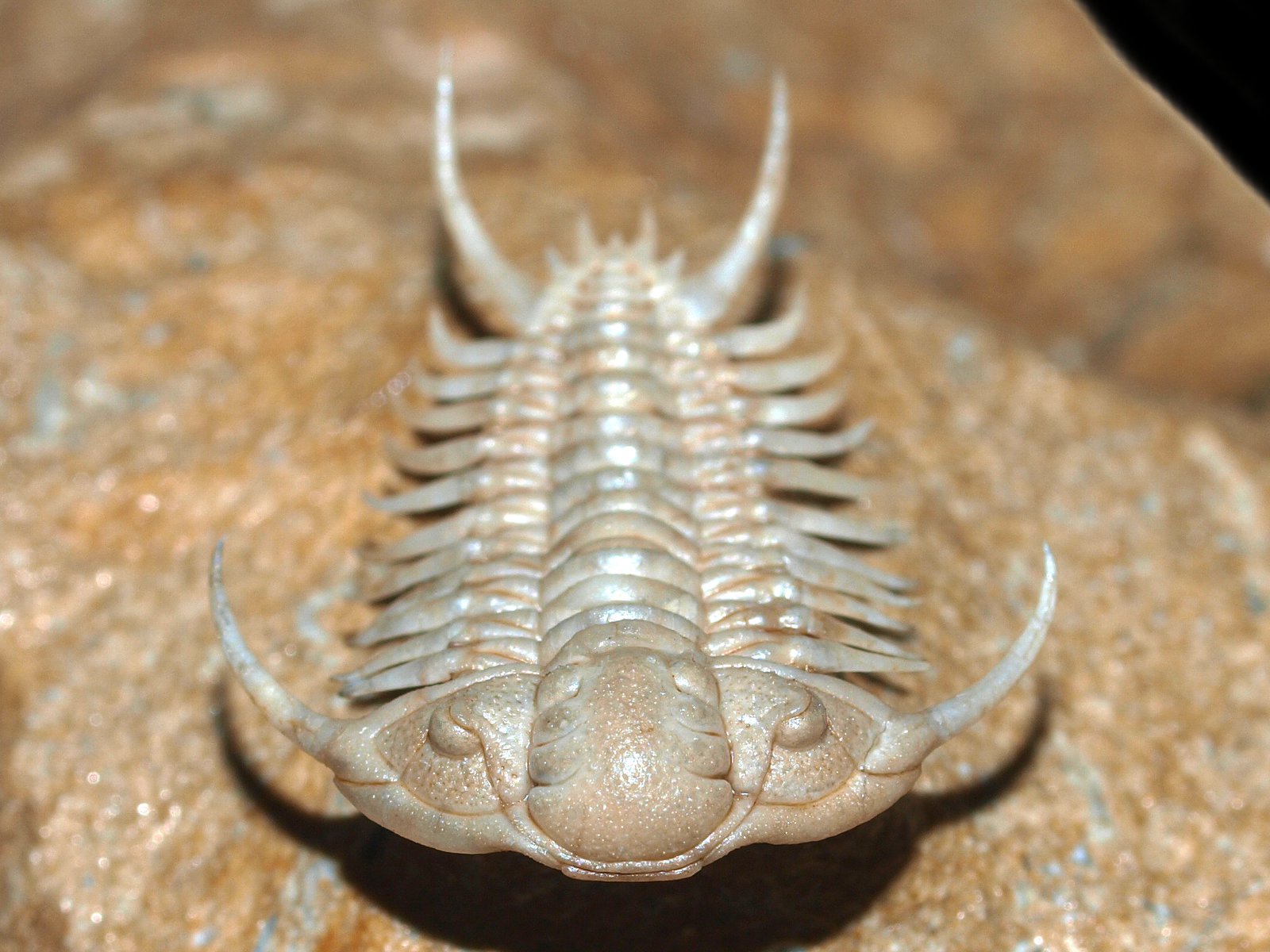 ch 10900 5 Paraceraurus spinulosus (Nieszkowski, 1857) - Image 6