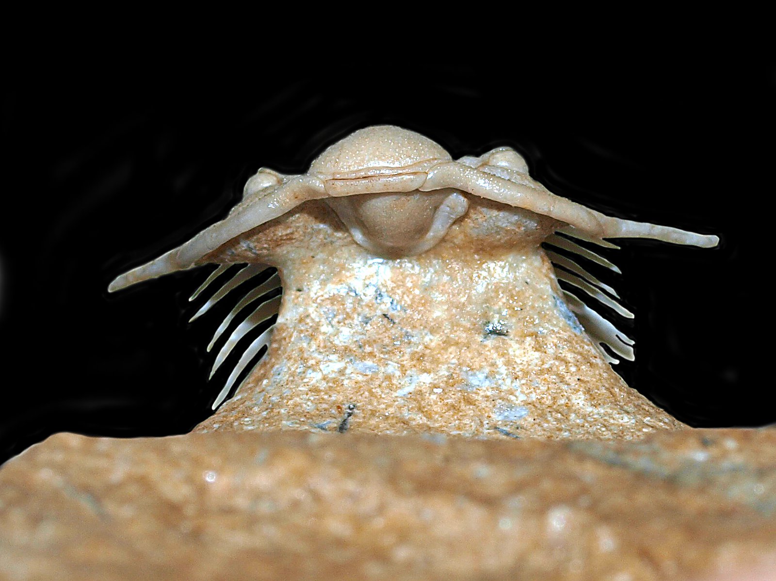 ch 10900 6 Paraceraurus spinulosus (Nieszkowski, 1857) - Image 7