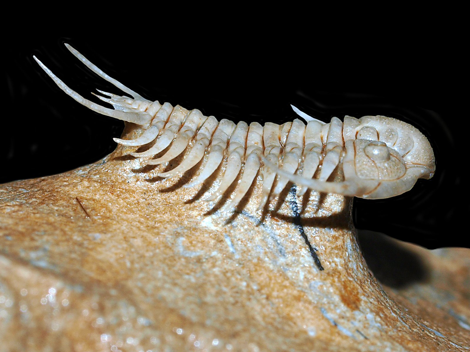 ch 10900 7 Paraceraurus spinulosus (Nieszkowski, 1857) - Image 8