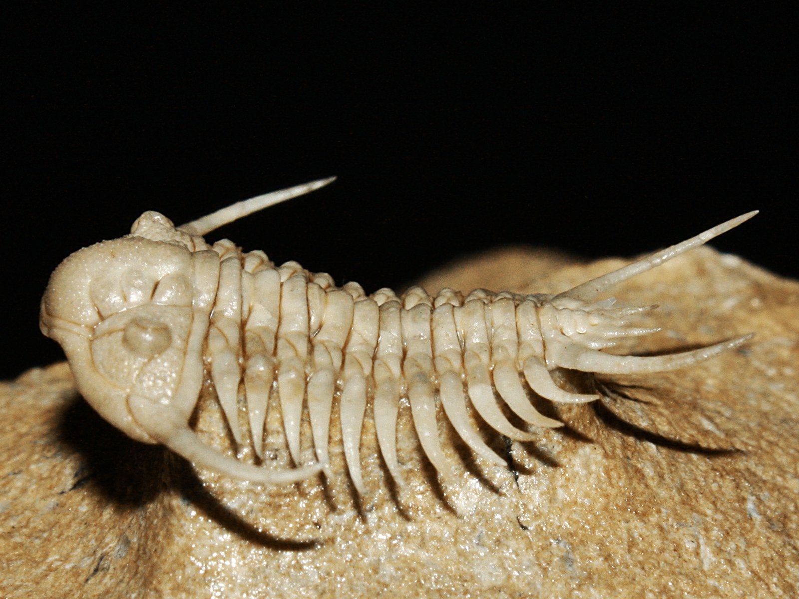 ch 10900 9 Paraceraurus spinulosus (Nieszkowski, 1857) - Image 10