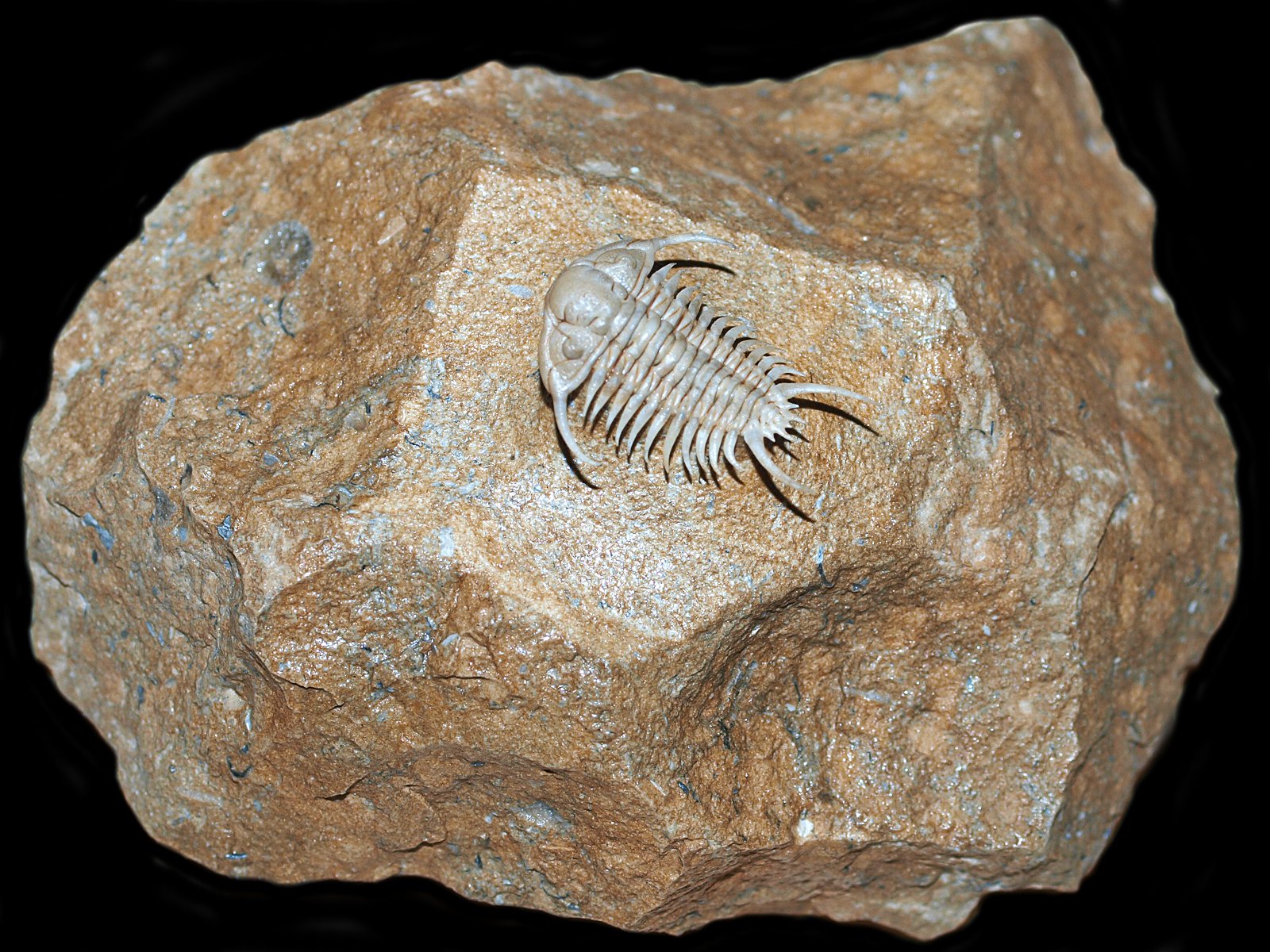 ch 10900 Paraceraurus spinulosus (Nieszkowski