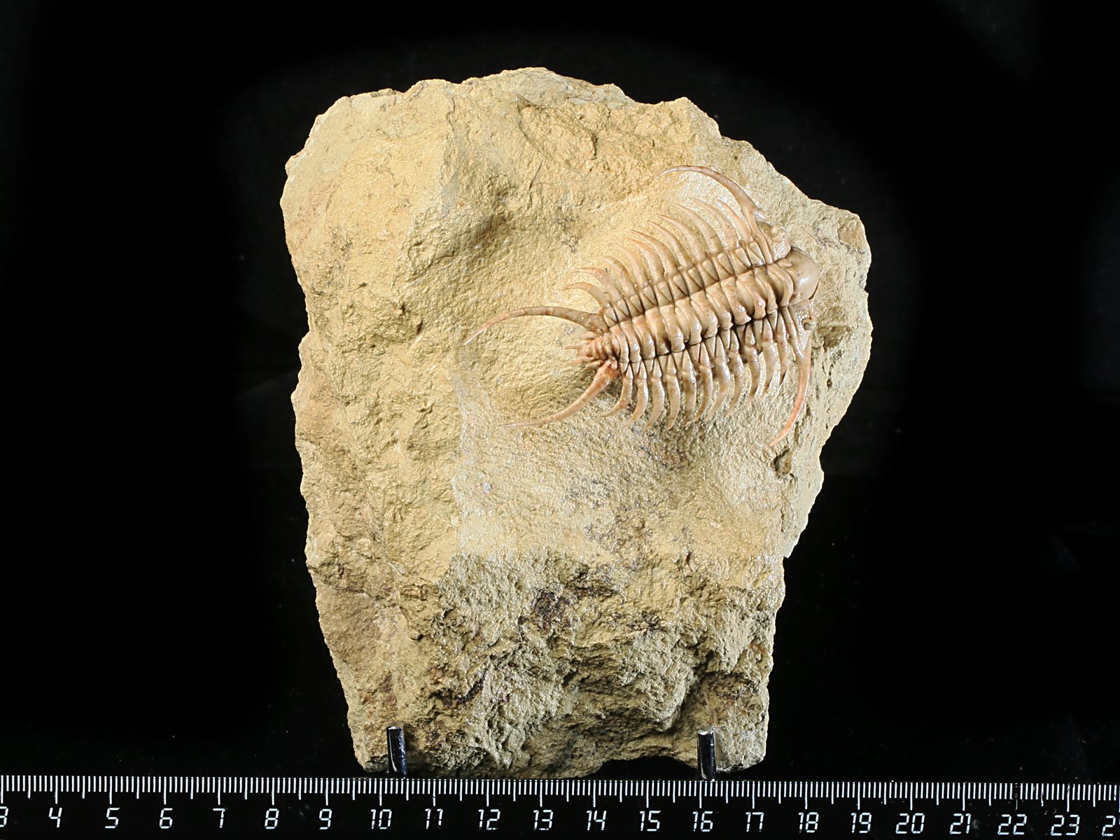 ch 10901 1 Paraceraurus sp. - undiscribed new species. - Image 2