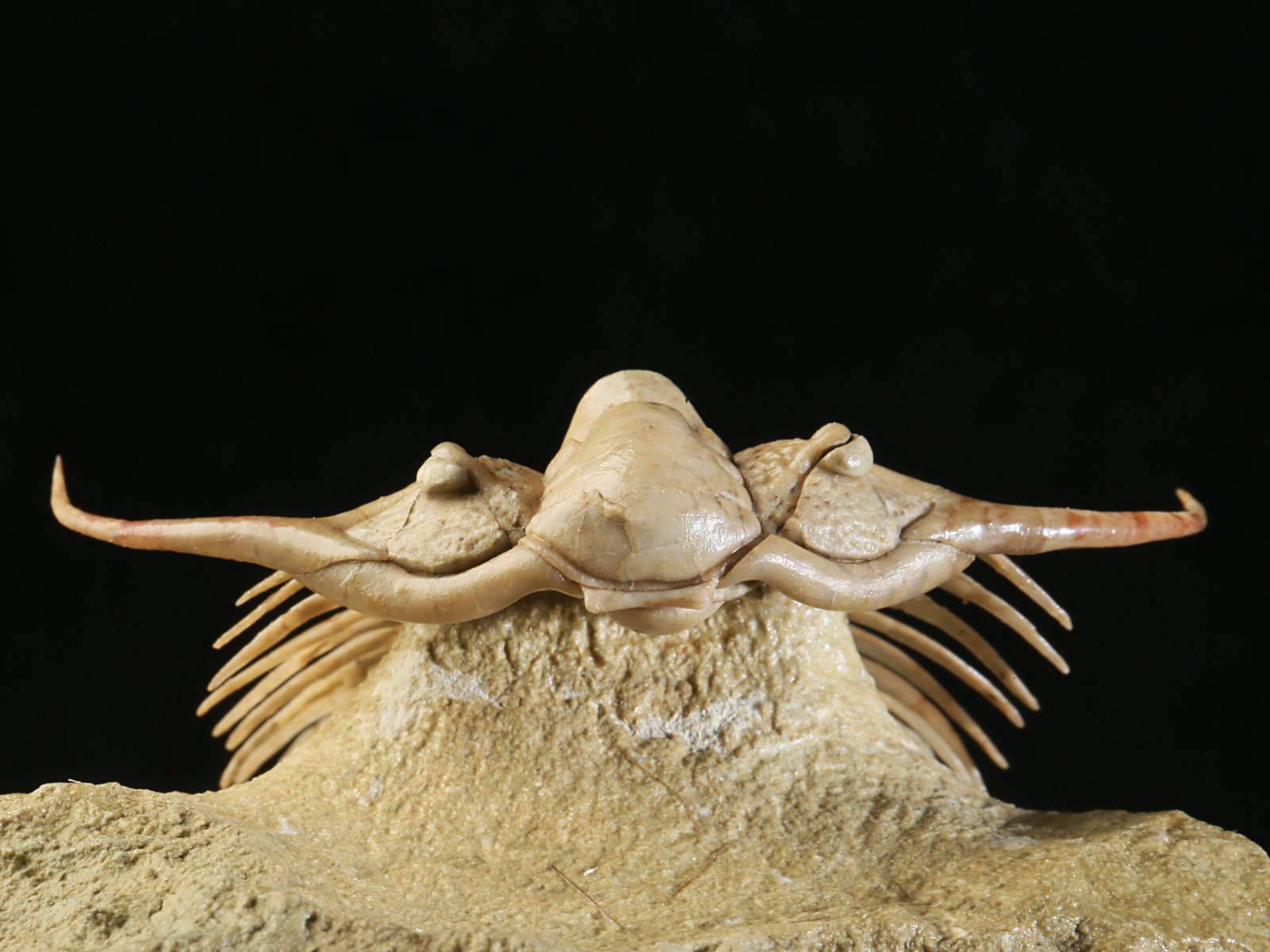 ch 10901 10 Paraceraurus sp. - undiscribed new species. - Image 11