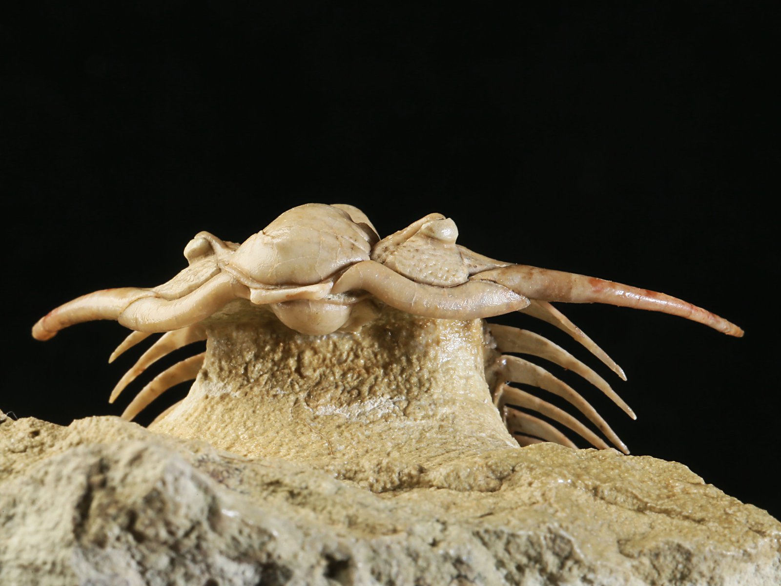 ch 10901 11 Paraceraurus sp. - undiscribed new species. - Image 12