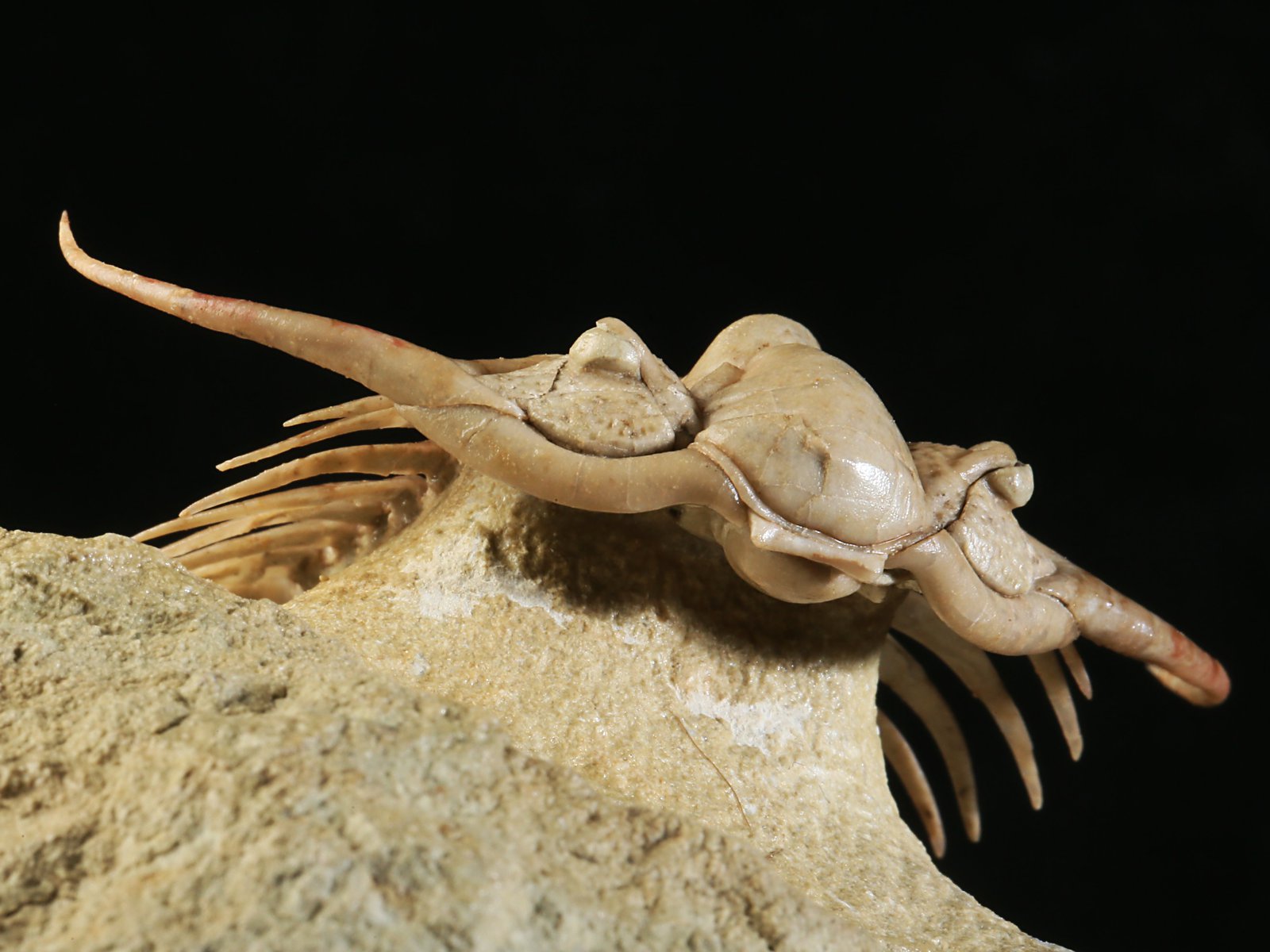 ch 10901 12 Paraceraurus sp. - undiscribed new species. - Image 13