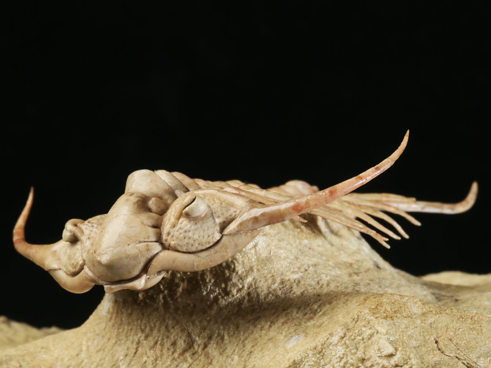 ch 10901 13 Paraceraurus sp. - undiscribed new species. - Image 14